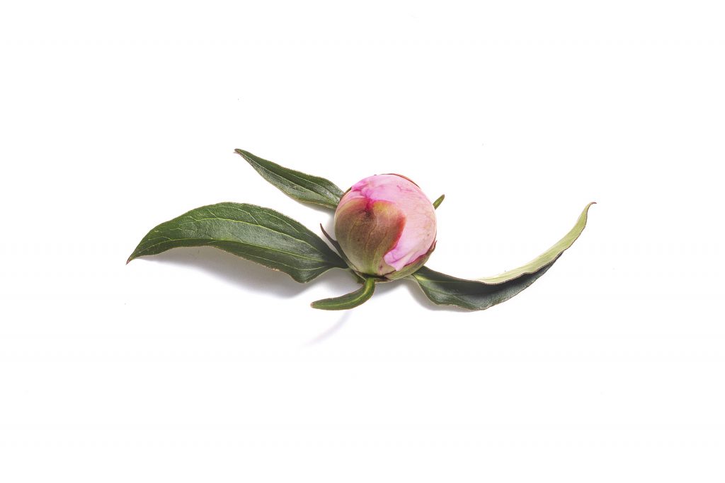 Bud Of Pink Peony Flower