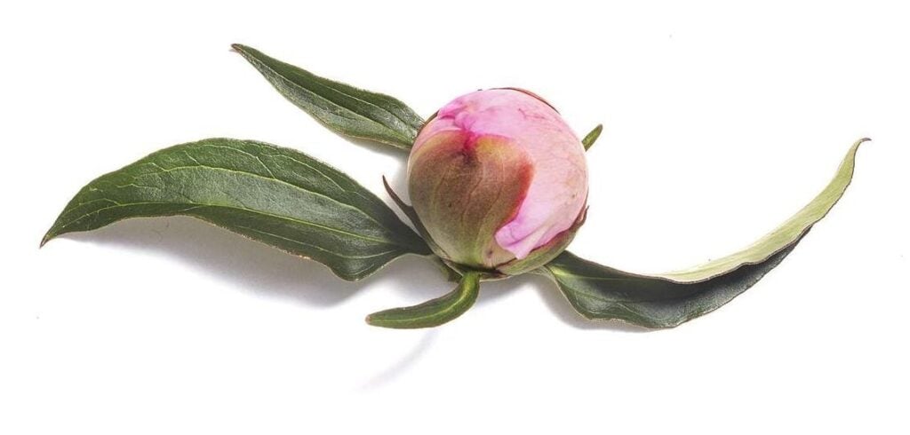 Bud-Of-Pink-Peony-Flower